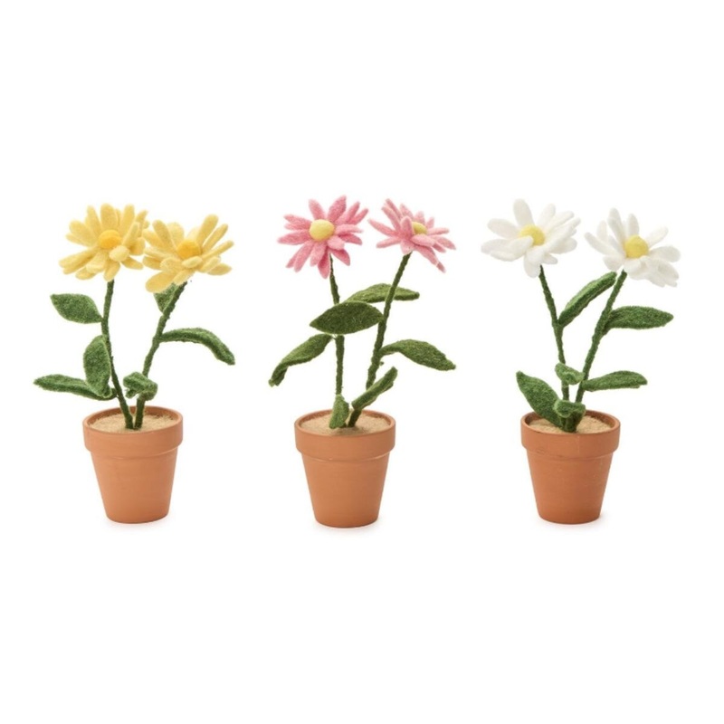 Blooming Beauties Potted Daisy