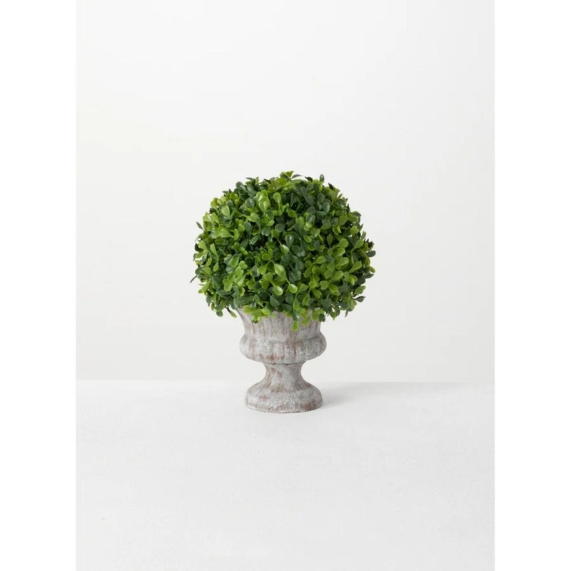 Boxwood Plant in Urn