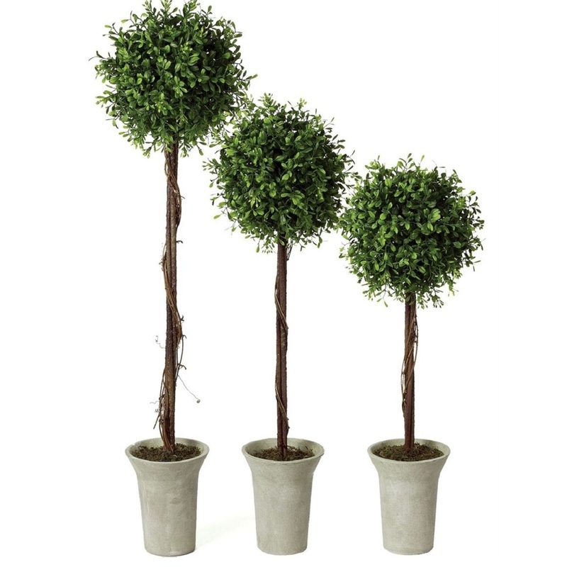 Boxwood Topiary- Small