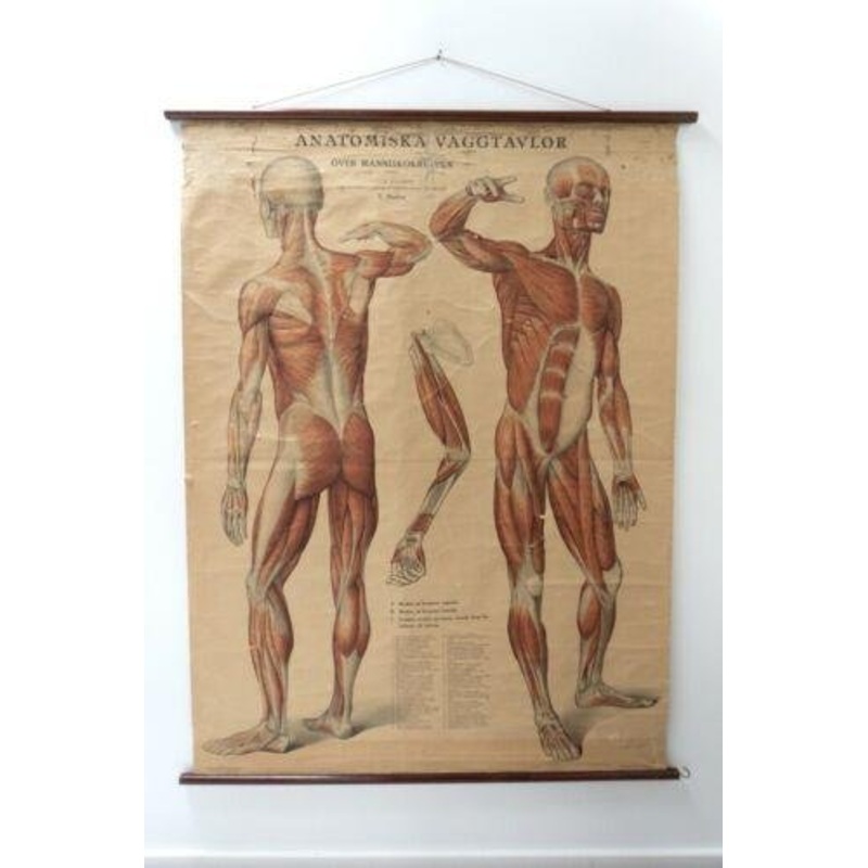 Vintage Swedish Anatomical Medical Wall Hanging for sale at Pamono
