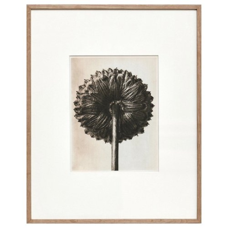 Black White Flower Photogravure Botanic Photography by Karl Blossfeldt, 1942 for sale at Pamono