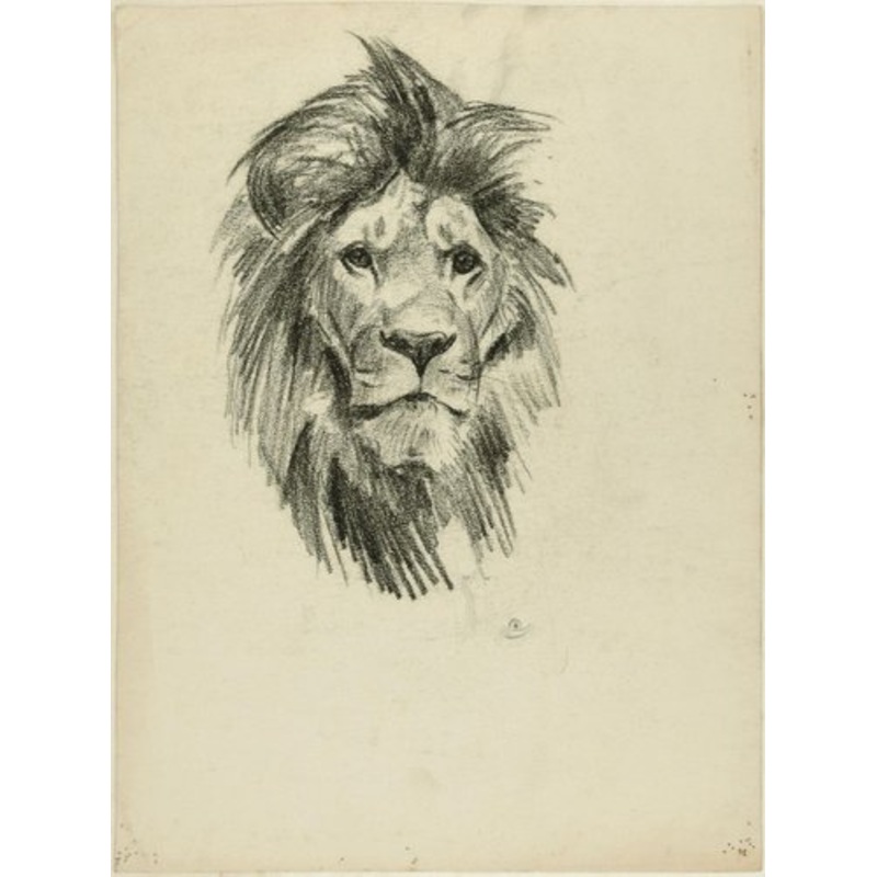 Head of Lion and Tiger – Original Pencil Drawing by Willy Lorenz – 1950s 1950s for sale at Pamono