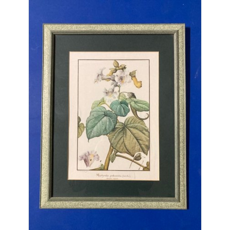 After Redout, Botanical Plate with Martynia Proboscidea, Reprint, 1800s, Framed for sale at Pamono