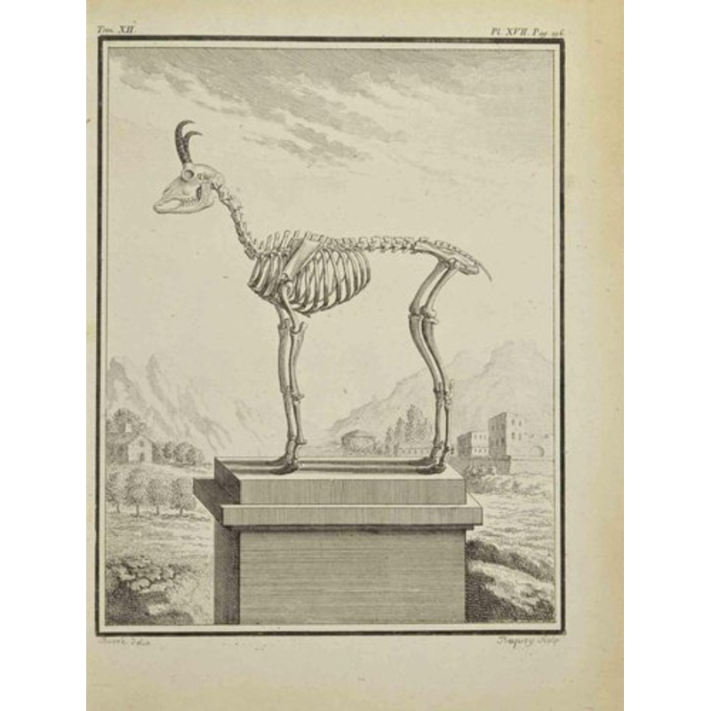 Jean Charles Baquoy, Animal’s Skeleton, Etching, 1771 for sale at Pamono