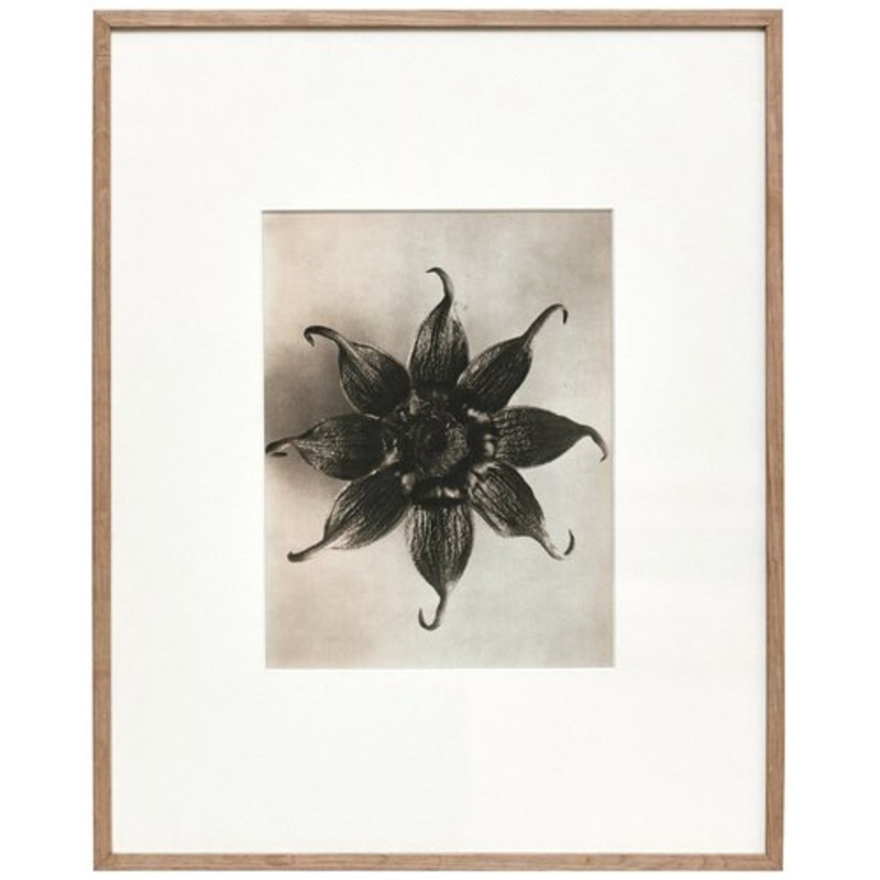 Karl Blossfeldt, Black & White Flower, 1942, Photogravure, Framed for sale at Pamono