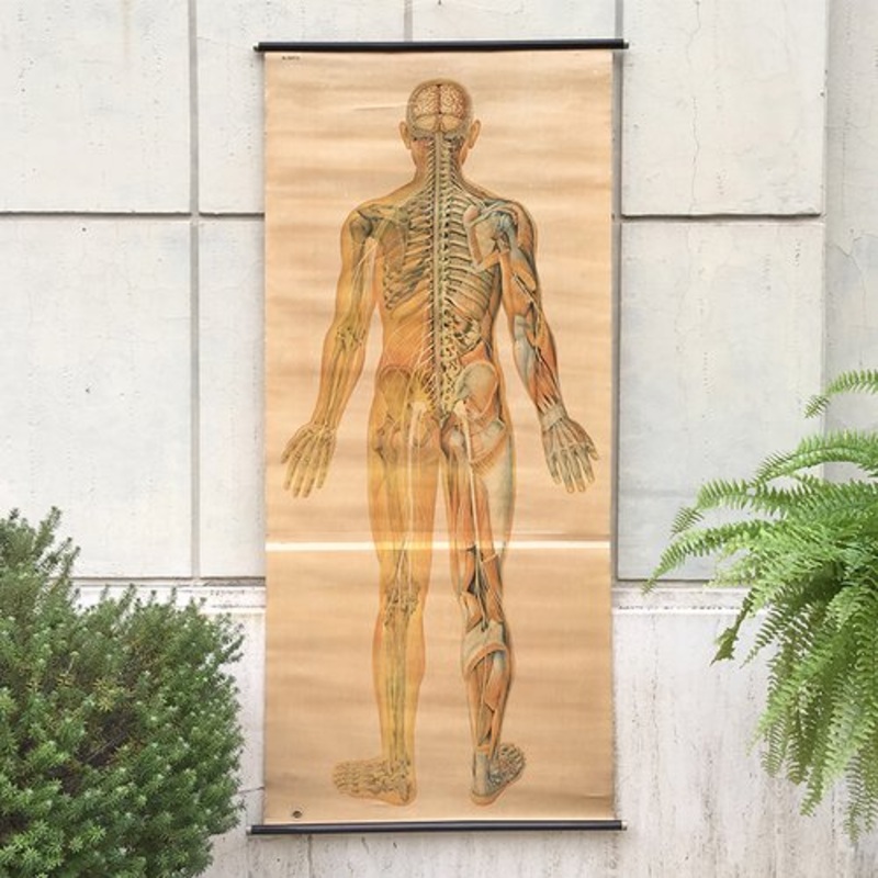 Anatomical Chart from the German Hygiene Museum, Dresden, Germany, 1950s for sale at Pamono