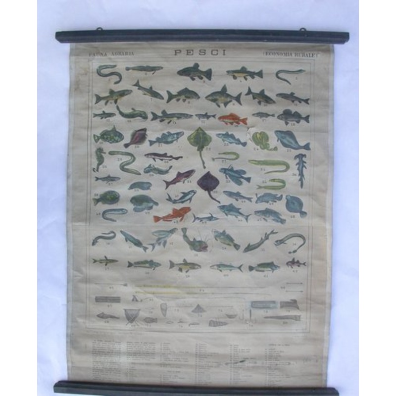 Antique Naturalistic Fish Poster, 1910s for sale at Pamono