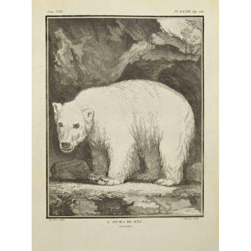 Pierre Charles Baquoy, L’Ours Blanc, Etching, 1771 for sale at Pamono