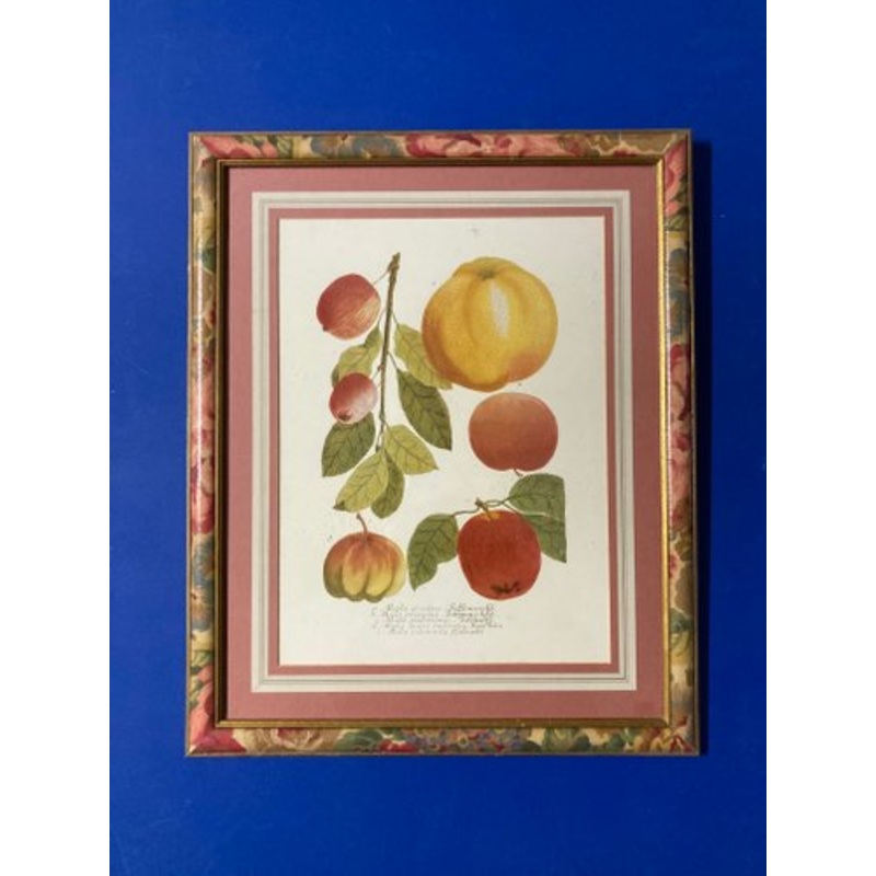 After Johann Weinmann, Apple Illustration, Reprint, 1800s, Framed for sale at Pamono