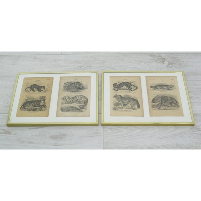 Framed Zoological Pictures, 1970s, Set of 2 for sale at Pamono