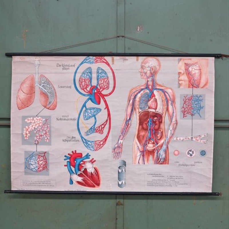 School Wall Map of the Human Body by Prof. Dr. med. W. Blotevogel for Hagemann Dsseldorf, 1950s for sale at Pamono