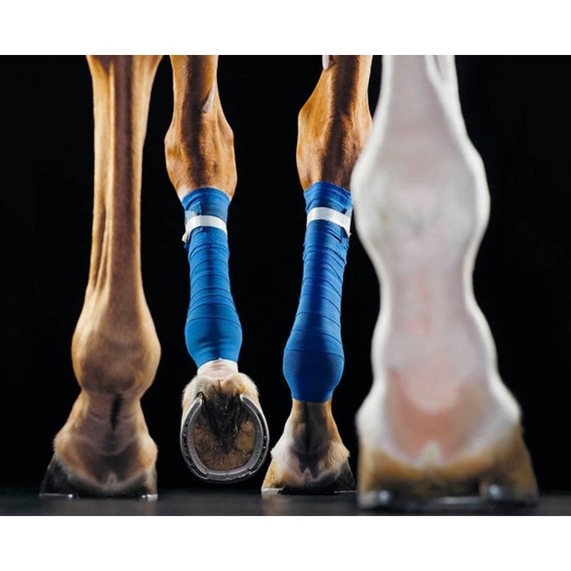 Treadmill, Horses, Photograph, 2006 for sale at Pamono