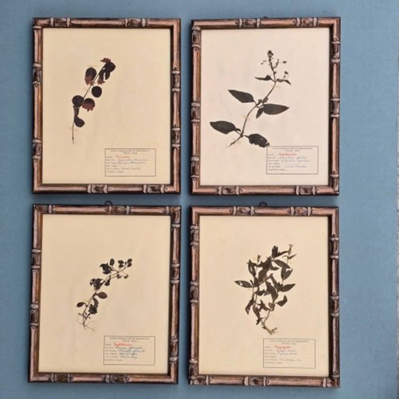 Swiss Herbarium Panels from cole d’Agriculture de Grangeneuve, 1920s, Set of 4 for sale at Pamono